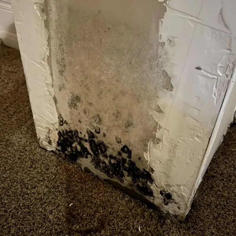 Professional Mold Removal in Baldwyn, MS